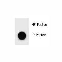 Dot blot analysis of phospho-BAD antibody. 50ng of phos-peptide or nonphos-peptide per dot were spot
