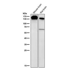 Western blot testing of mouse and rat brain tissue lysate using the BCLAF1 antibody at 1:2000 diluti