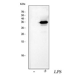 Western blot testing of lysate from mouse RAW264.7 cells untreated and treated with LPS using IL1 be