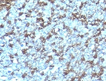 ICAM-3 Antibody / CD50