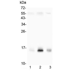 Survivin Antibody