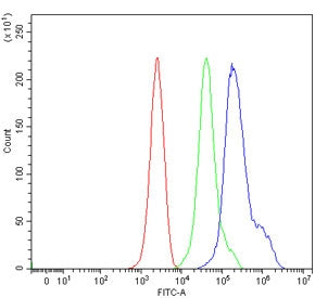 Fanca Antibody / Fanconi anemia group A protein