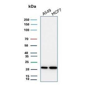 Western blot testing of human A549 and MCF7 cell lysate with recombinant BAX antibody (clone BAX/315