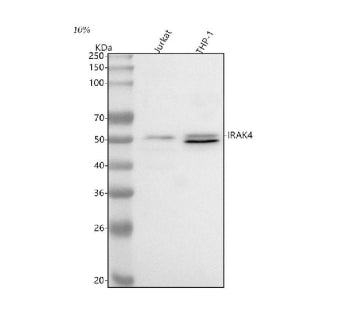 Western blot analysis of IRAK4 using anti-IRAK4 antibody. Lane 1: human Jurkat whole cell lysates, L
