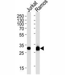 Caspase-3 Antibody