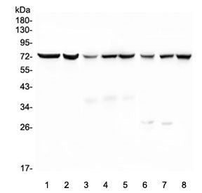 Western blot testing of 1) human HL-60, 2) human ThP-1, 3) rat kidney, 4) rat spleen, 5) rat lung, 6