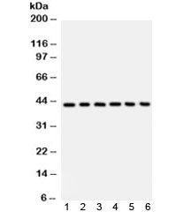 L-Selectin Antibody (CD62L)