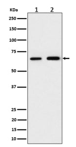 Western blot analysis of PGM1 expression in (1) human 293 cell lysate; (2) mouse RAW264.7 cell lysat