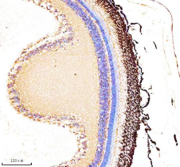 IHC staining of FFPE zebrafish retina tissue with Zebrafish Actin-related protein 2 antibody. HIER: 