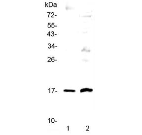 Western blot testing of 1) human A431 and 2) rat PC-12 cell lysate with Epigen antibody at 0.5ug/ml.