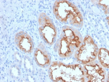 FGF-23 Antibody / Fibroblast Growth Factor 23