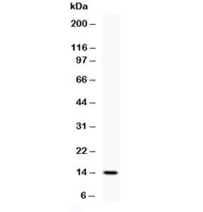 Western blot testing of 1ng of recombinant human IL4 antibody at 0.5ug/ml. Expected molecular weight