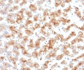 APOD Antibody / Apolipoprotein D