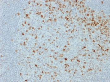 Proliferation Marker Antibody