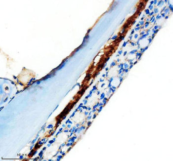 IHC staining of FFPE zebrafish skin tissue with Zebrafish Mmp13a antibody, HRP-labeled secondary and