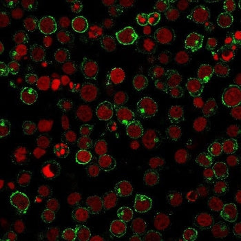 Immunofluorescent staining of human Jurkat cells with CD28 antibody (green, clone 204.12) and Reddot
