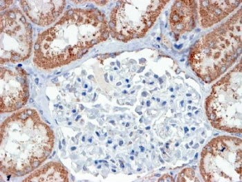 IHC testing of FFPE human human kidney with USP16 antibody at 4ug/ml. HIER: steamed with pH9 Tris/ED