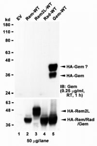 GEM Antibody