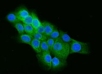 Immunofluorescent staining of FFPE human A431 cells with CIP4 antibody (green) and DAPI nuclear stai