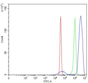 ELK1 Antibody