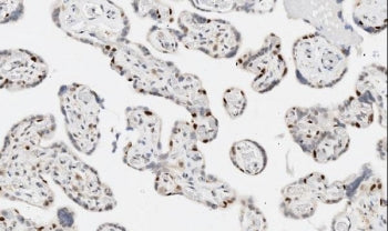 IHC staining of FFPE human placental tissue with Apoptosis inhibitor 5 antibody. HIER: boil tissue s