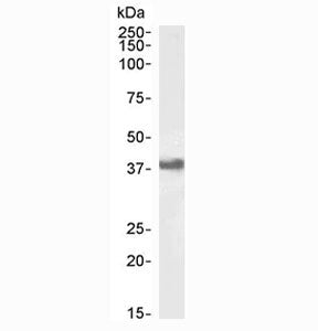 CD32 Antibody / CD32B