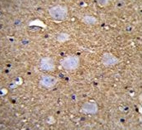 IHC testing of FFPE human brain tissue with CAMSAP1 antibody. HIER: steam section in pH6 citrate buf