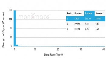 KIF2C Antibody / MCAK