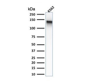 Western blot testing of human K562 cell lysate with recombinant CD43 antibody (clone rSPN/839). Expe