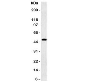 GFAP Antibody / Glial Fibrillary Acidic Protein