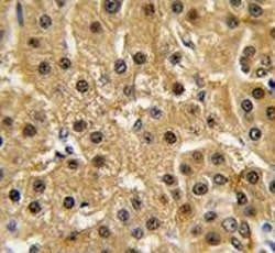 c-Abl Antibody
