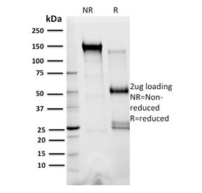 SDS-PAGE analysis of purified, BSA-free XRCC3 antibody (clone 10F1/6) as confirmation of integrity a