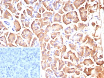 IHC staining of FFPE human pancreas tissue with CLPS antibody (clone CLPS/9025). Inset: PBS used in 