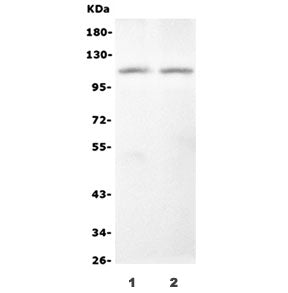 NOD1 Antibody