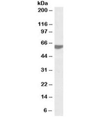 Western blot testing of human tonsil lysate with RAP1 antibody at 0.2ug/ml. Predicted molecular weig
