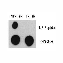 Dot blot analysis of phospho-ATF2 antibody and nonphos ATF2 pAb. 50ng of phos-peptide or nonphos-pep