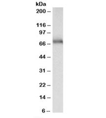 Western blot testing of mouse fetal brain lysate with ASIC1 antibody at 0.3ug/ml. Predicted molecula