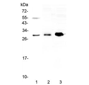 Western blot testing of 1) human 22RV1, 2) rat skeletal muscle and 3) mouse HEPA1-6 lysate with VEGF