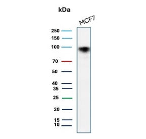 Western blot testing of human MCF7 cell lysate with recombinant CD44 antibody (clone HCAM/2875R). Pr