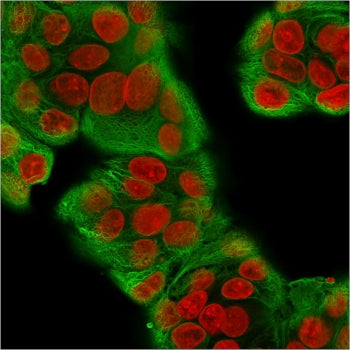 Immunofluorescent staining of methanol-fixed human MCF7 cells with recombinant Multi Cytokeratin ant