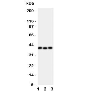 WNT5A Antibody