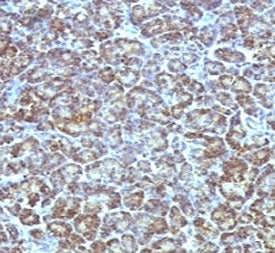 IHC testing of FFPE human pancreas stained with Mitochondrial antibody (MLT56). FFPE staining is enh