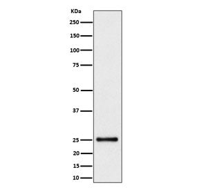 Western blot testing of human HeLa cell lysate with High mobility group protein B3 antibody. Predict