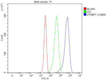 Flow Cytometry analysis of Jurkat cells using anti-DTNBP1 antibody. Overlay histogram showing Jurkat