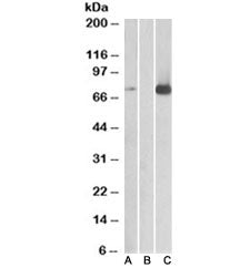Western blot of HEK293 lysate overexpressing human MAP3K7/TAK1 with DYKDDDDK tag probed with TAK1 an
