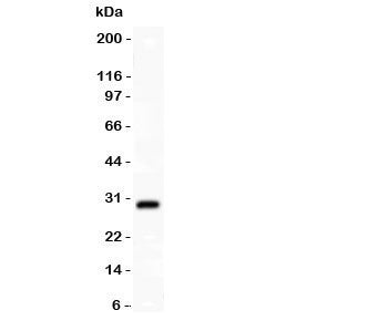 Western blot testing of SYCP3 antibody and HT1080 lysate; Expected molecular weight: 28-34 kDa.