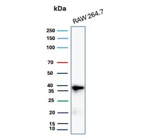 Western blot testing of mouse RAW264.7 cell lysate with recombinant Cyclin D1 antibody. Predicted mo