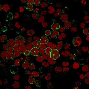 CD2 Antibody