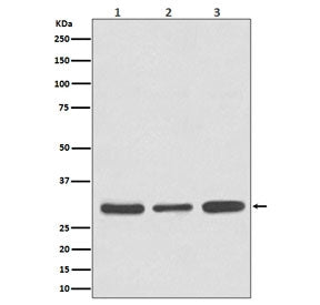 Caspase-3 Antibody