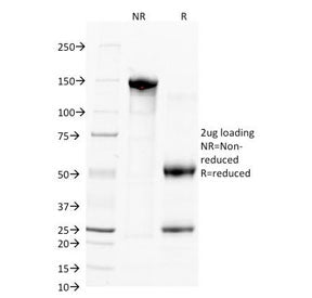 SDS-PAGE Analysis of Purified, BSA-Free CD38 Antibody (clone FS02). Confirmation of Integrity and Pu